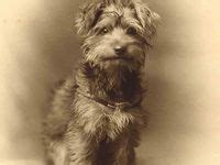 Find Historic Yorkie Photos