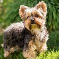 Find a Good Yorkie Breeder: Tips