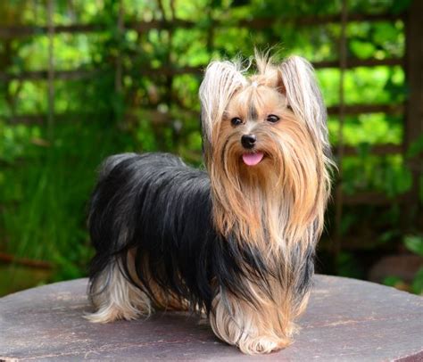 First American Yorkshire Terriers