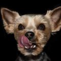 Fix Yorkie Food Aggression