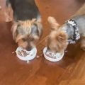 Fix Yorkie Mealtime Stress