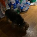 Fix Yorkie Upset Stomach