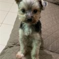 Floppy Ear Yorkie