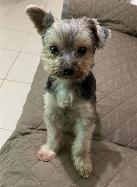 Floppy Ear Yorkie