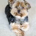 Floppy Eared Yorkshire Terrier