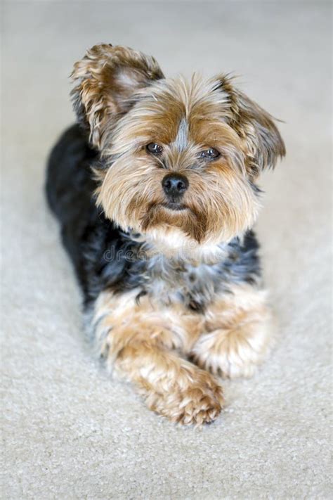 Floppy Eared Yorkshire Terrier