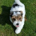 Fluffy White Yorkie