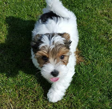 Fluffy White Yorkie