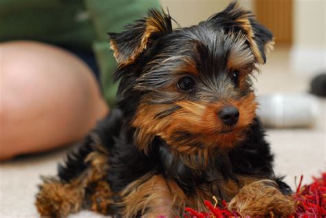 Fluffy Yorkie Puppy