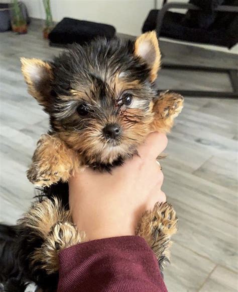 Fluffy Yorkie