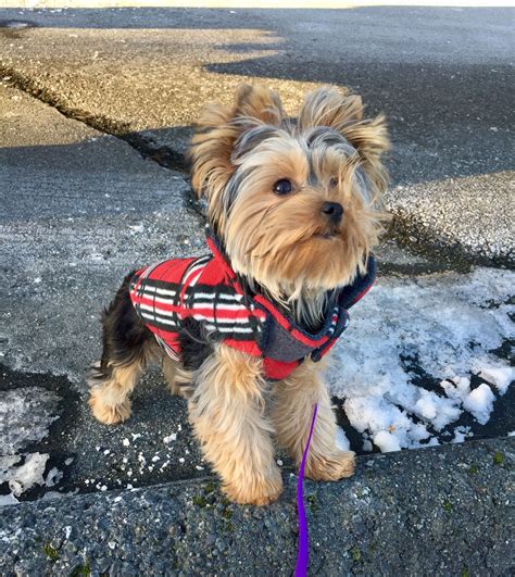 Four Pound Yorkie