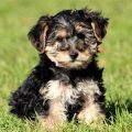 Free Yorkie Poo Puppies