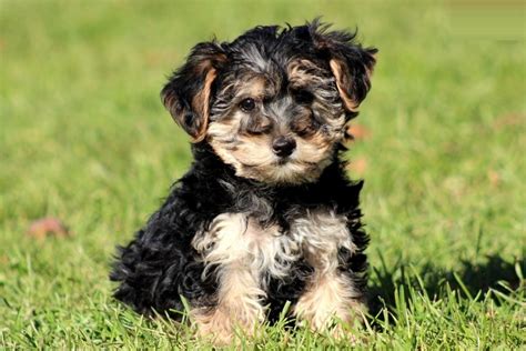 Free Yorkie Poo Puppies