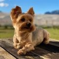 Frenchie Mix With Yorkie