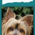 From What Country Did The Yorkie Breed Dog Originate