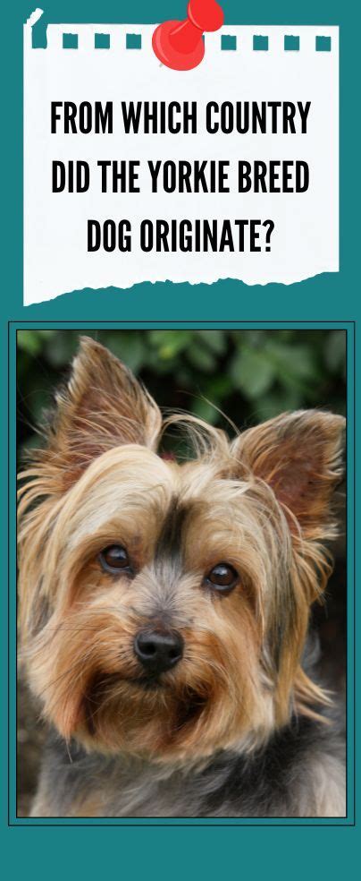 From What Country Did The Yorkie Breed Dog Originate