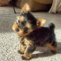 Full Blooded Teacup Yorkie