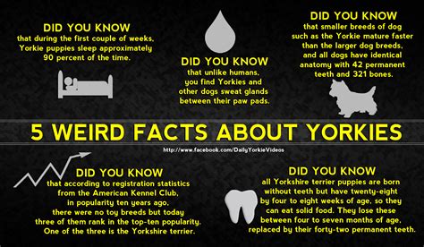 Fun Facts About Yorkies