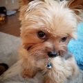 Funny Yorkie Dog Videos