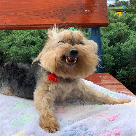 Funny Yorkshire Terrier Videos