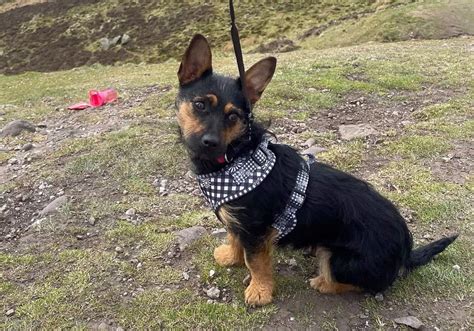 German Shepherd Yorkie Mix Puppy