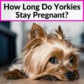 Gestation For Yorkies