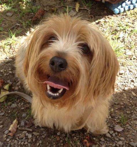 Giant Yorkie Breed