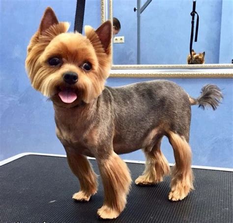 Giving A Yorkie A Haircut