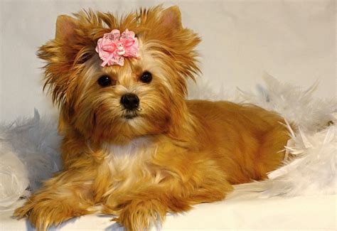 Gold Dust Yorkie Breeders