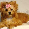 Gold Dust Yorkie Puppy