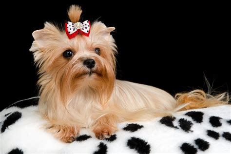 Golden Blonde Yorkie