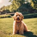 Golden Doodle And Yorkie Mix