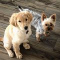 Golden Retriever And Yorkie Mix