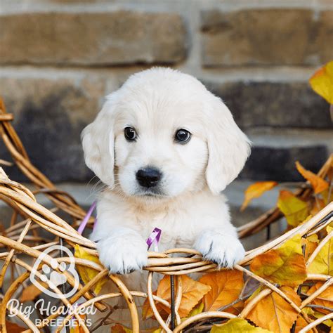 Golden Retriever Teacup Puppies