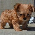 Golden Teacup Yorkie Puppies