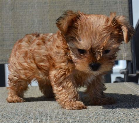 Golden Teacup Yorkie Puppies