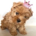 Golden Yorkshire Terrier Puppy