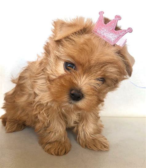 Golden Yorkshire Terrier Puppy