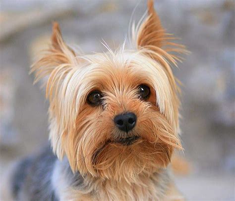 Golden Yorkshire Terrier