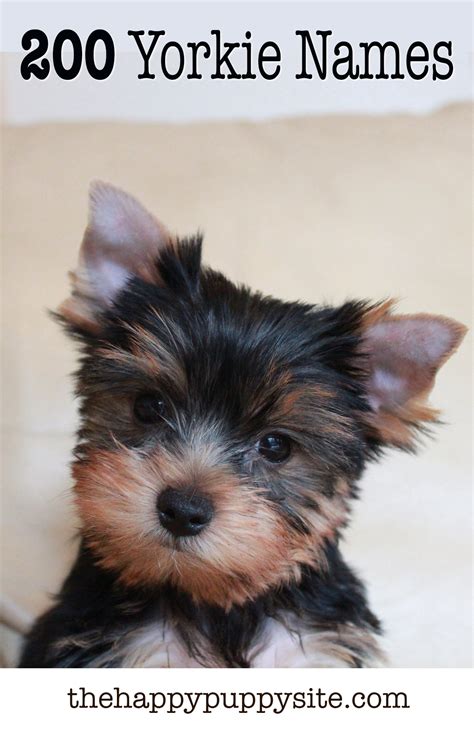 Good Names For A Yorkshire Terrier