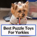 Good Toys For Yorkies