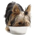 Grain-Free Yorkie Meals