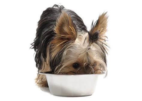 Grain-Free Yorkie Meals