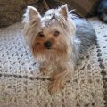 Gray Yorkie