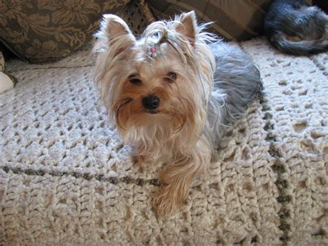 Gray Yorkie