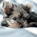 Gray Yorkshire Terrier