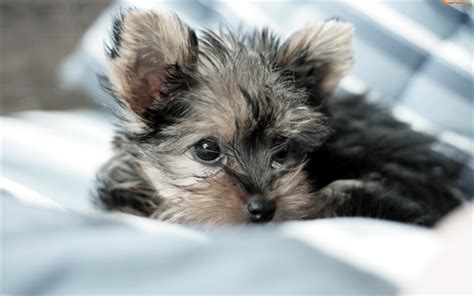 Gray Yorkshire Terrier