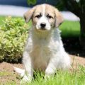 Great Pyrenees Yorkie Mix