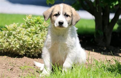 Great Pyrenees Yorkie Mix