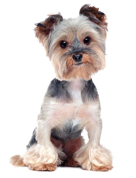 Grey Yorkshire Terrier